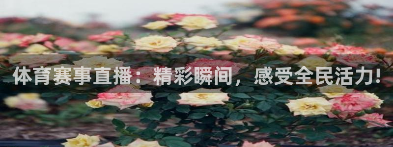 蜘蛛直播体育nba直播在线：体育赛事直播：精彩瞬间，感受全民活力!